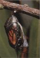 Размножение бабочки монарха фото