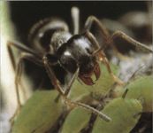 Еда муравья садового чёрного
