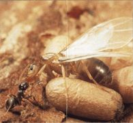 Стиль жизни садового муравья