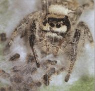 Размножение пауков-скакунов
