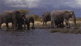 Африканский слон фото