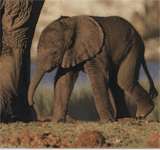 Африканский слон фото
