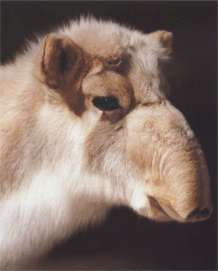Сайгак (животное) фото