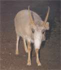 Сайгак (животное) фото