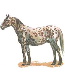 Фото лошади породы аппалуза