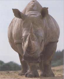 Северный белый носорог