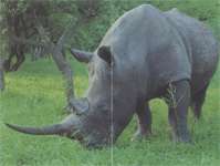 Северный белый носорог