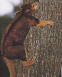 Древесные кенгуру в Австралии фото