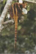 Образ жизни древесных кенгуру фото