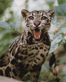 Дымчатый леопард фото