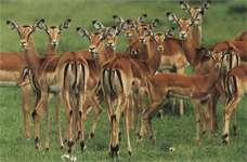 Образ жизни антилопы импалы фото