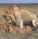 Размножение льва