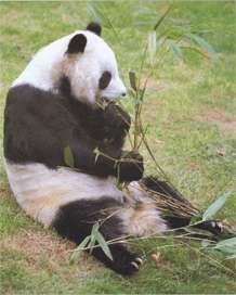 большая Панда