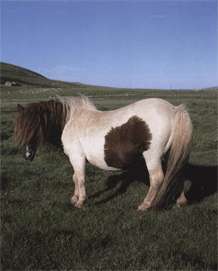 Шетландский пони фото