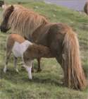Шетландский пони размножение