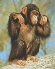 Шимпанзе обыкновенный фото обезьяны