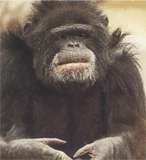 Чем питается шимпанзе