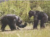 Шимпанзе и человек