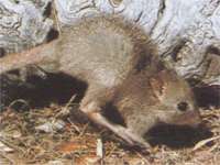 Кенгурая крыса фото