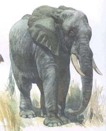 Африканский лесной слон фото