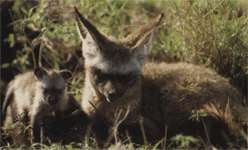 Размножение большеухой лисицы
