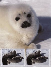 Виды Тюленей Фото И Названия