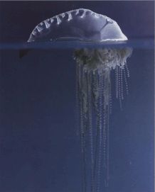 Физалия медуза фото