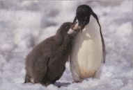 Пингвин адели что едят фото