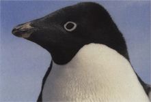 Пингвин адели образ жизни фото