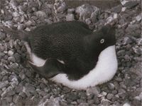 Пингвин адели размножение фото