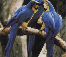 Ара сине-жёлтый размножение