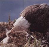 Размножение белоголового орлана фото