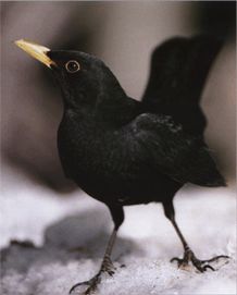 Дрозд чёрный фото птицы