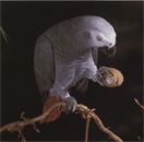 Африканский серый попугай жако фото