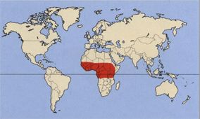 Африканский серый попугай жако где живёт