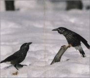Кедровка размножение птицы фото