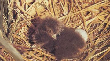 Размножение птицы кваквы