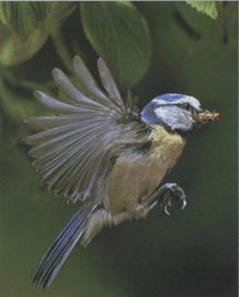 Лазоревка фото птицы