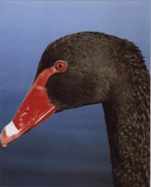 Лебедь чёрный фото