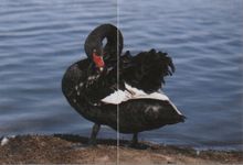 Лебедь чёрный где обитает фото