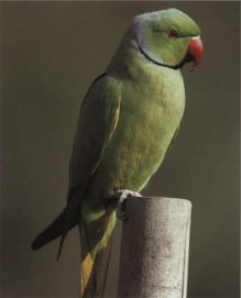 Ожереловый попугай крамера фото