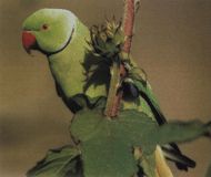 Ожереловый попугай крамера фото