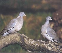 Размножение голубя вяхиря
