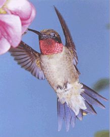 Колибри рубиновогорлый фото