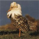 Турухтан перелётная птица фото