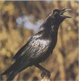 Ворон чёрный птица размножение