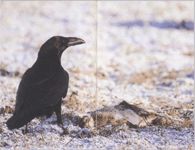 Ворон чёрный обыкновенный птица