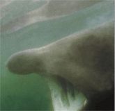 Исполинская акула